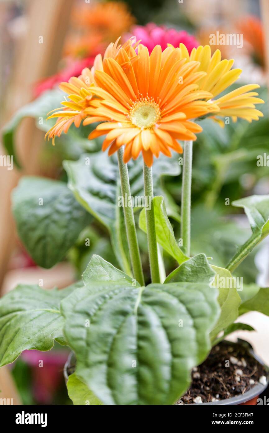 Orange daisies in a pot Stock Photo Alamy