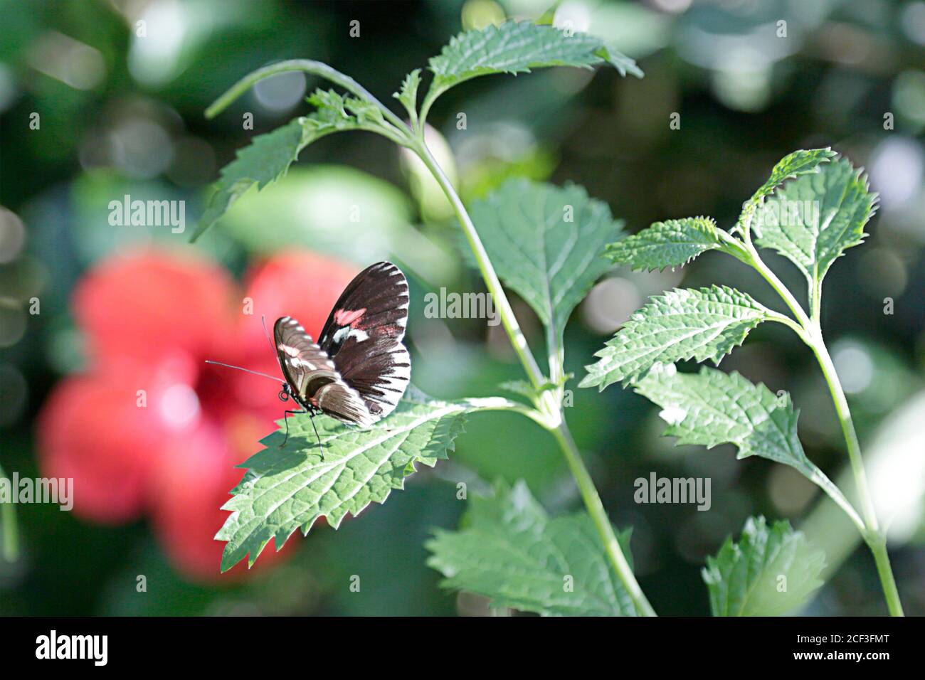 Wildflowers garden wildlife hi-res stock photography and images - Alamy
