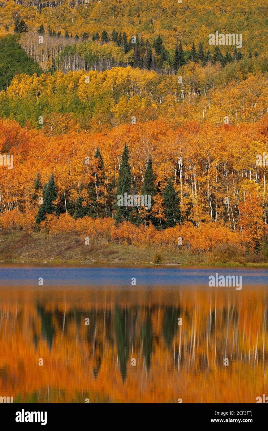 Quaking aspen reflected in Woods Lake, Uncompahgre National Forest, Colorado Stock Photo