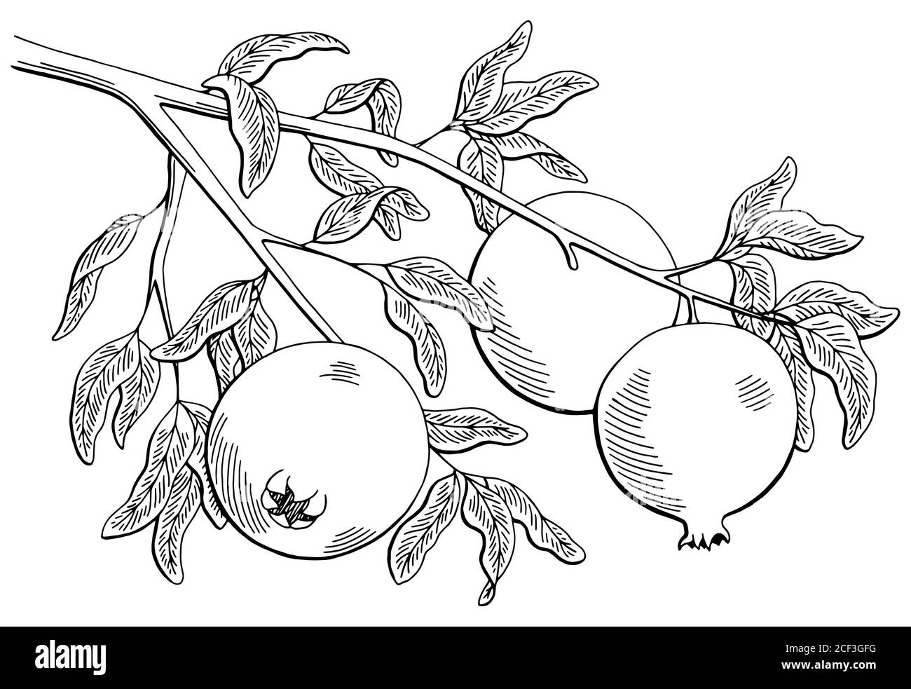 Pomegranate fruit graphic branch black white isolated sketch illustration vector Stock Vector