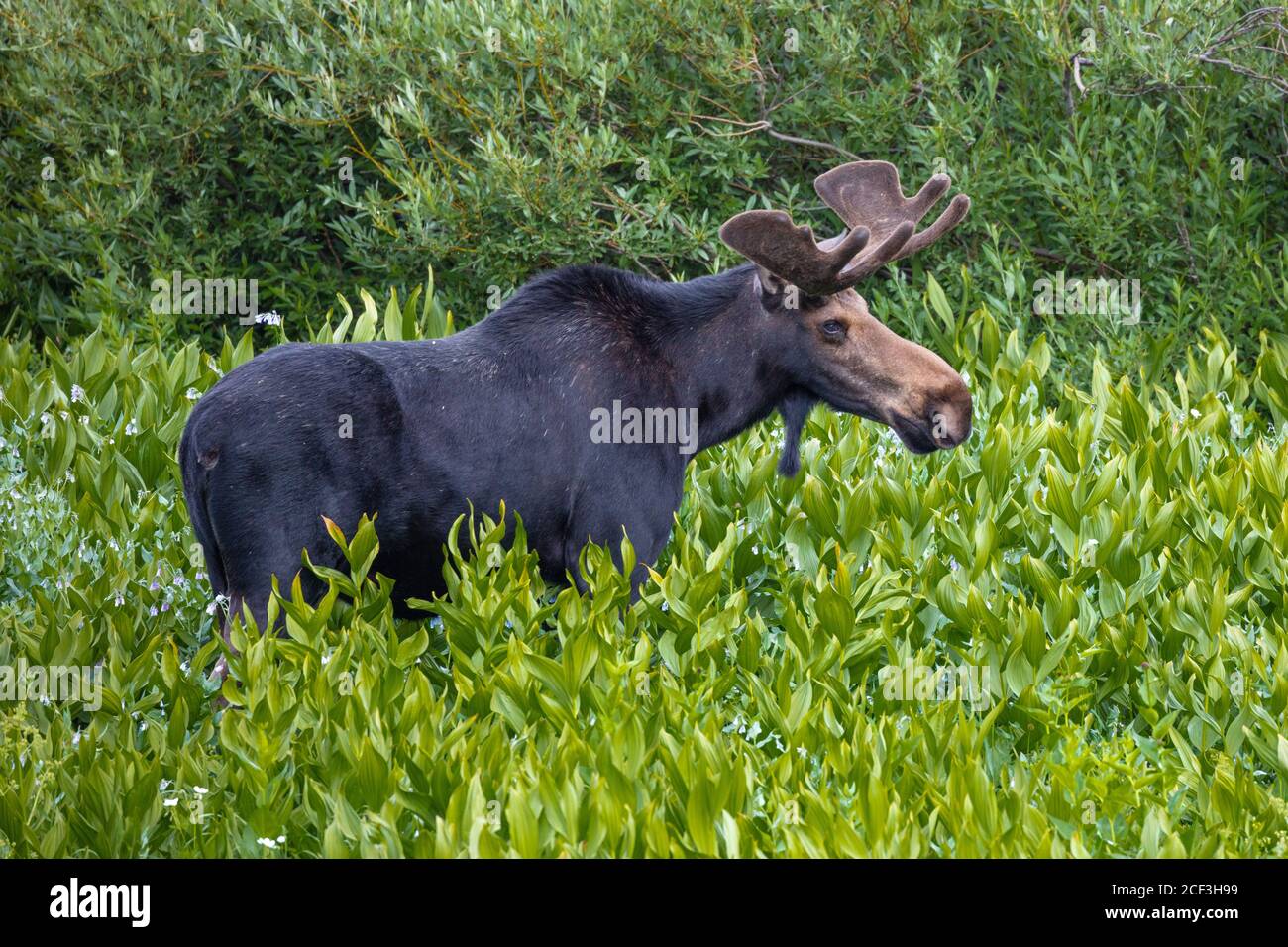Bull moose, Albion Basin, Little Cottonwood Canyon, Utah Stock Photo Alamy