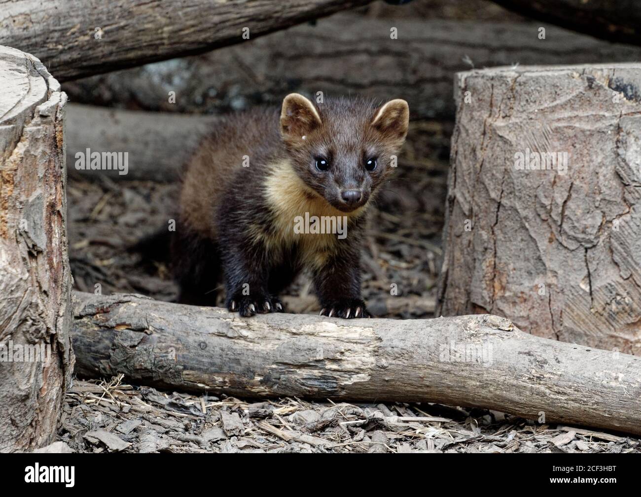 Pine Marten (Martes martes) Juvenile in care at wildlife rescue centre. Stock Photo