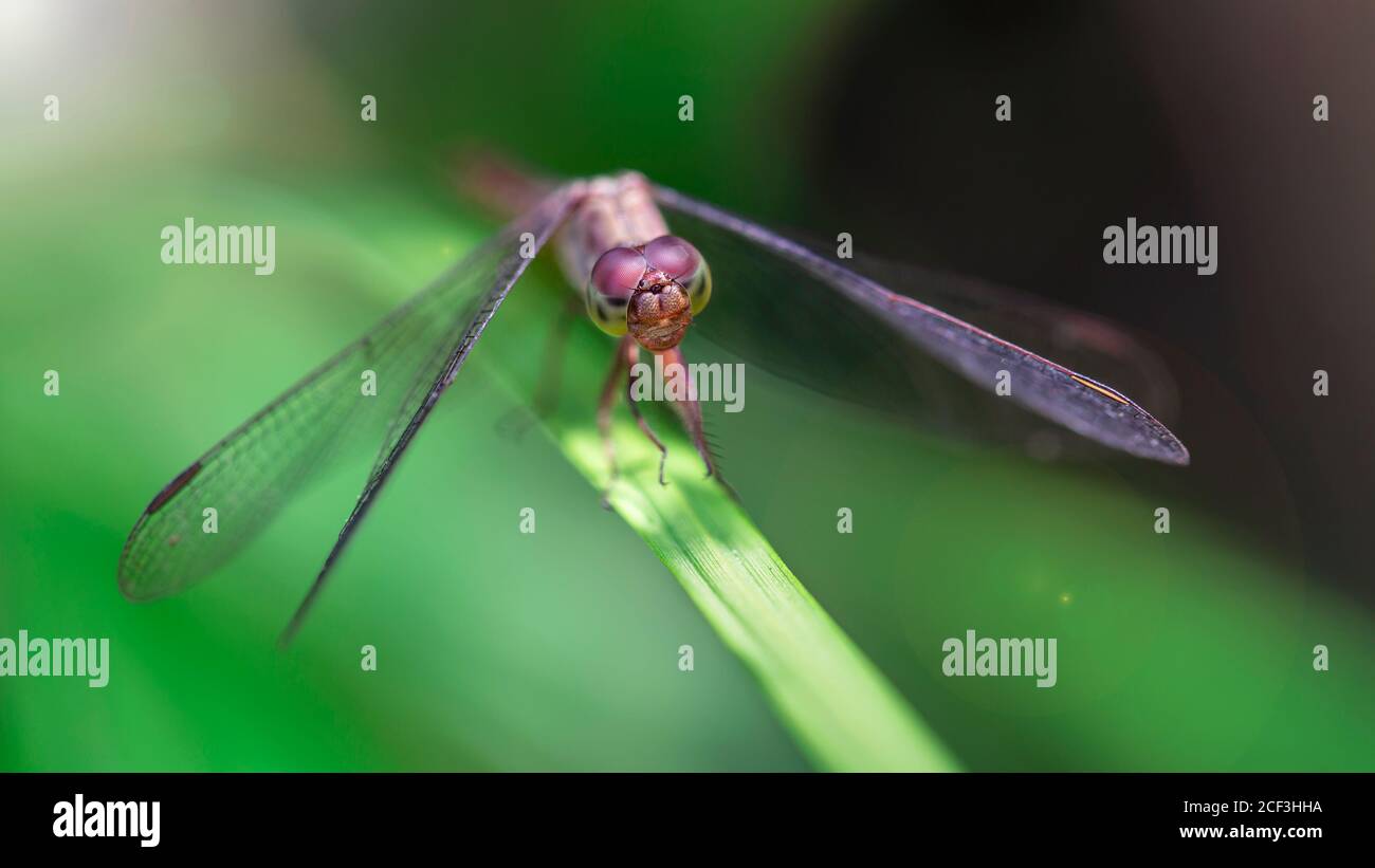 Insect Life In Rainforest High Resolution Stock Photography And Images Alamy