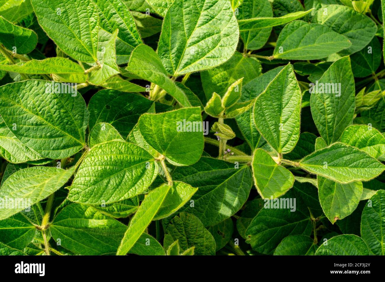 Growing soybeans in the field. Vegetable protein source Stock Photo Alamy
