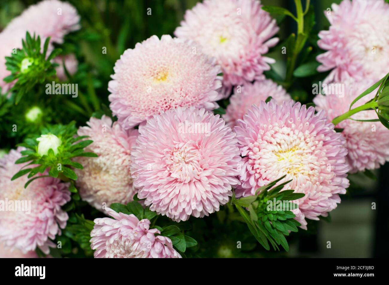 Beautiful bouquet of asters flowers of pink color. Bouquet in flower shop Stock Photo Alamy