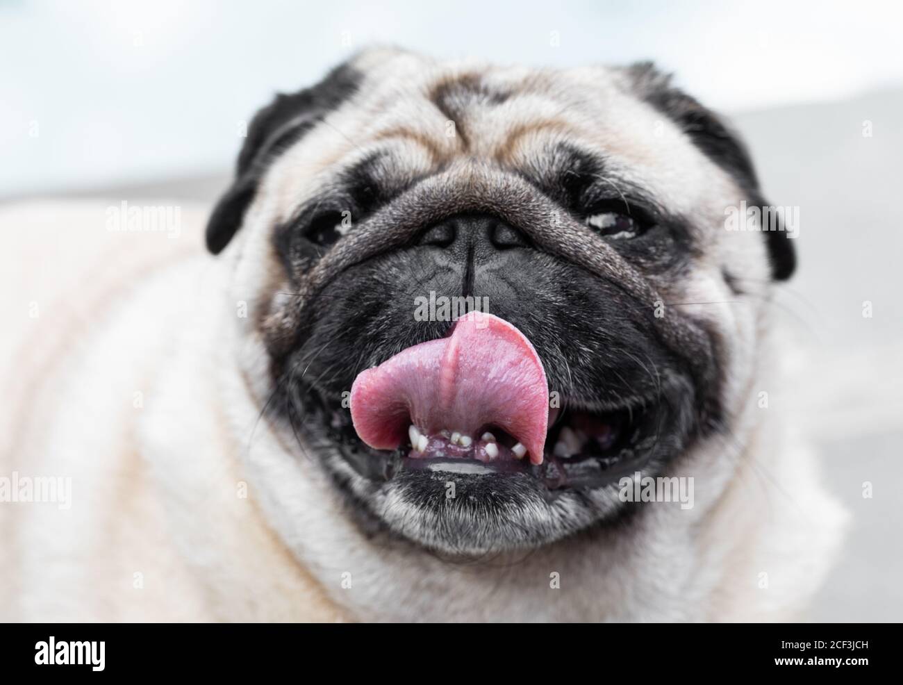 Portrait of cute happy pug smiling with tongue out and teeth with light neutral background Stock Photo