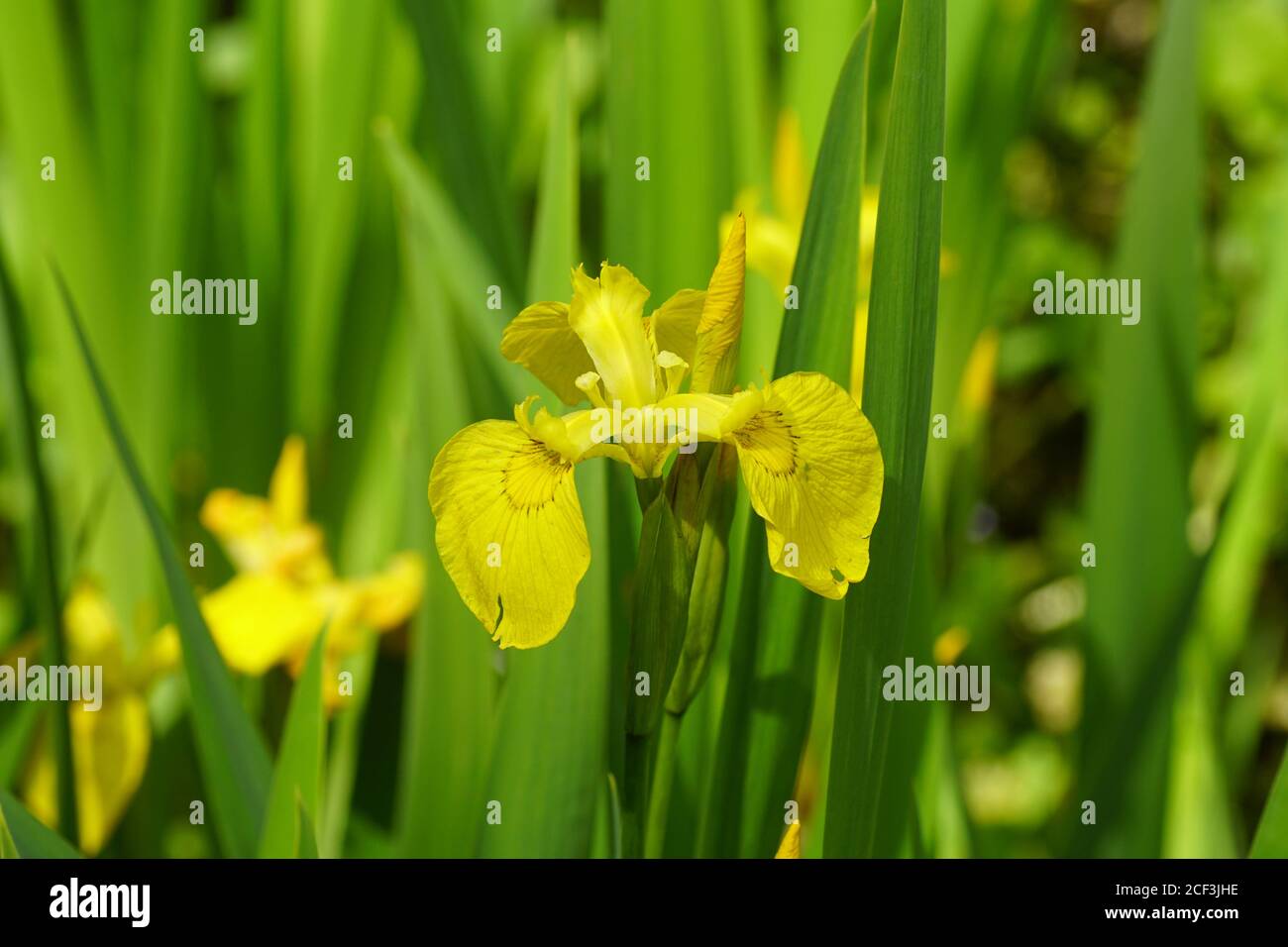 Flowers of yellow flag, yellow iris, or water flag (Iris pseudacorus ...