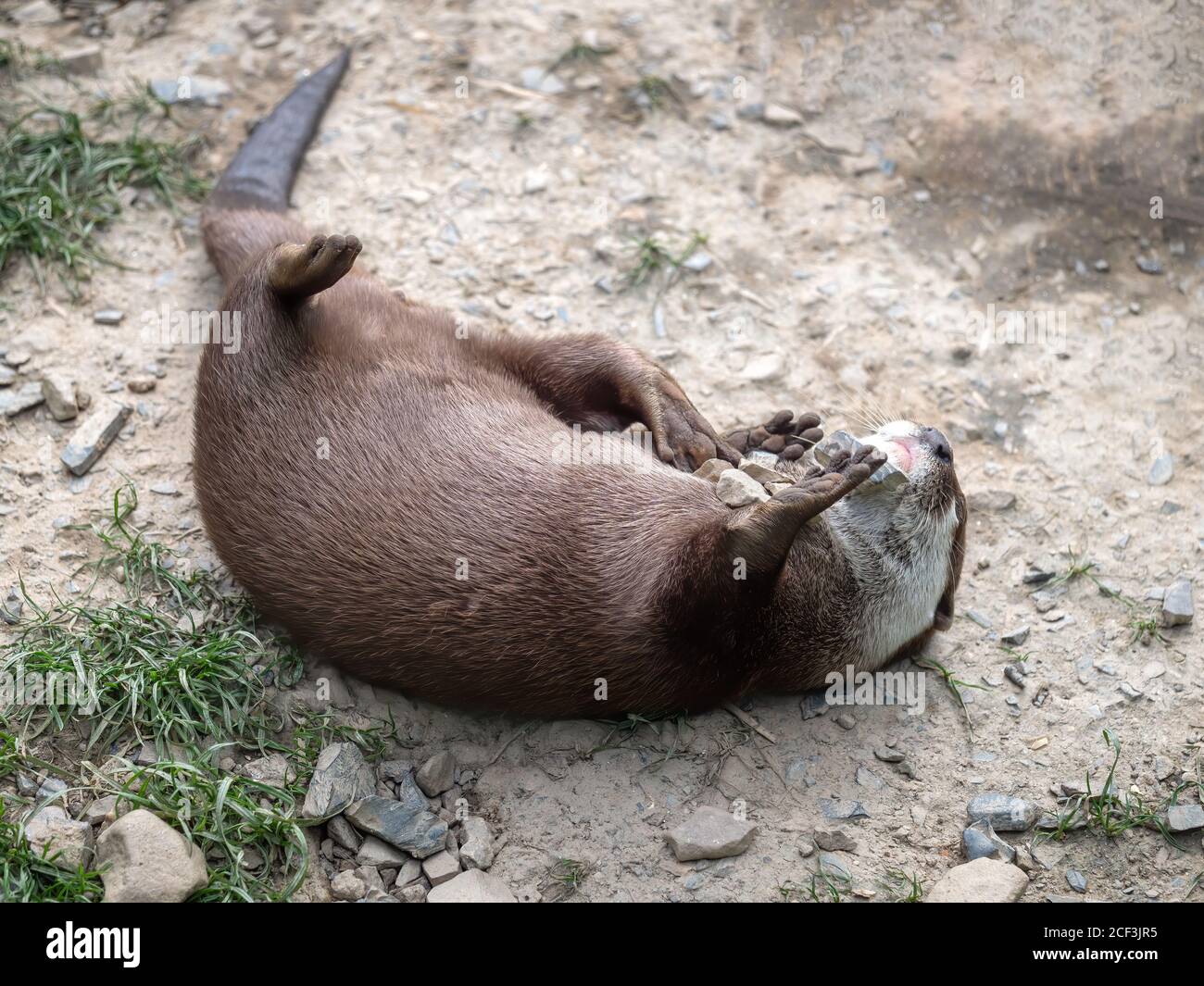 Asian Short-clawed Otter, Aonyx Cinerea, on back playing with stones. Stock Photo