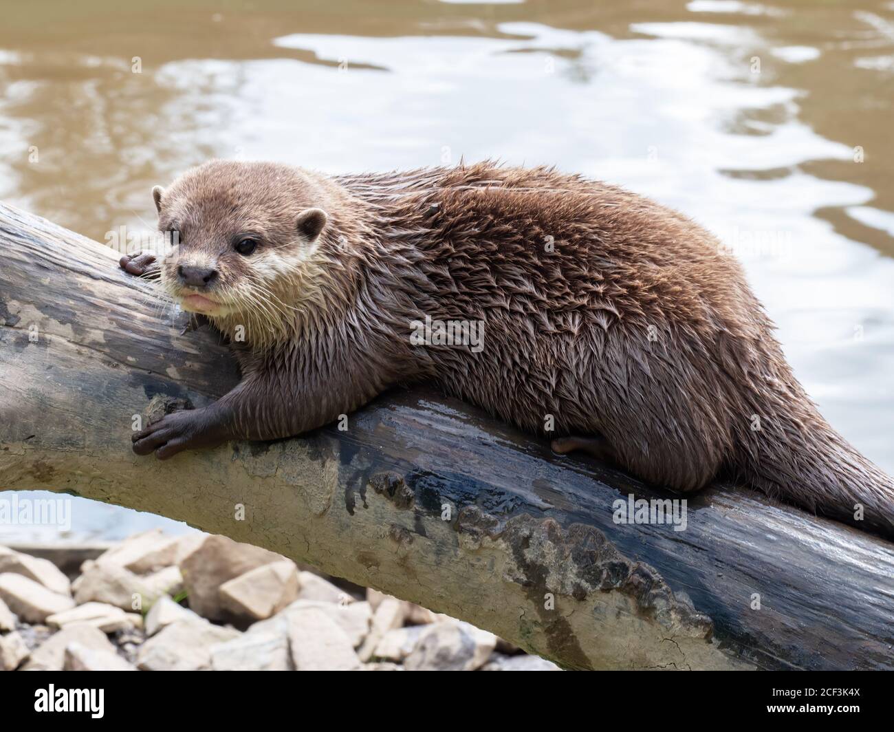 Asian Short-clawed Otter, Aonyx Cinerea, on log by water. Stock Photo