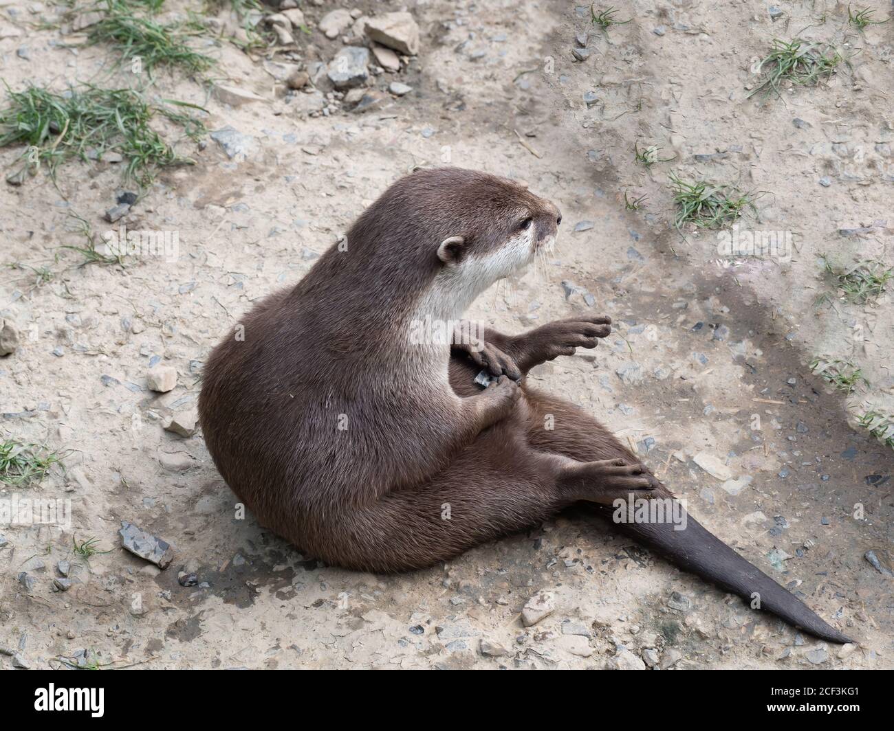 Sitting Asian Short-clawed Otter, Aonyx Cinerea. Stock Photo