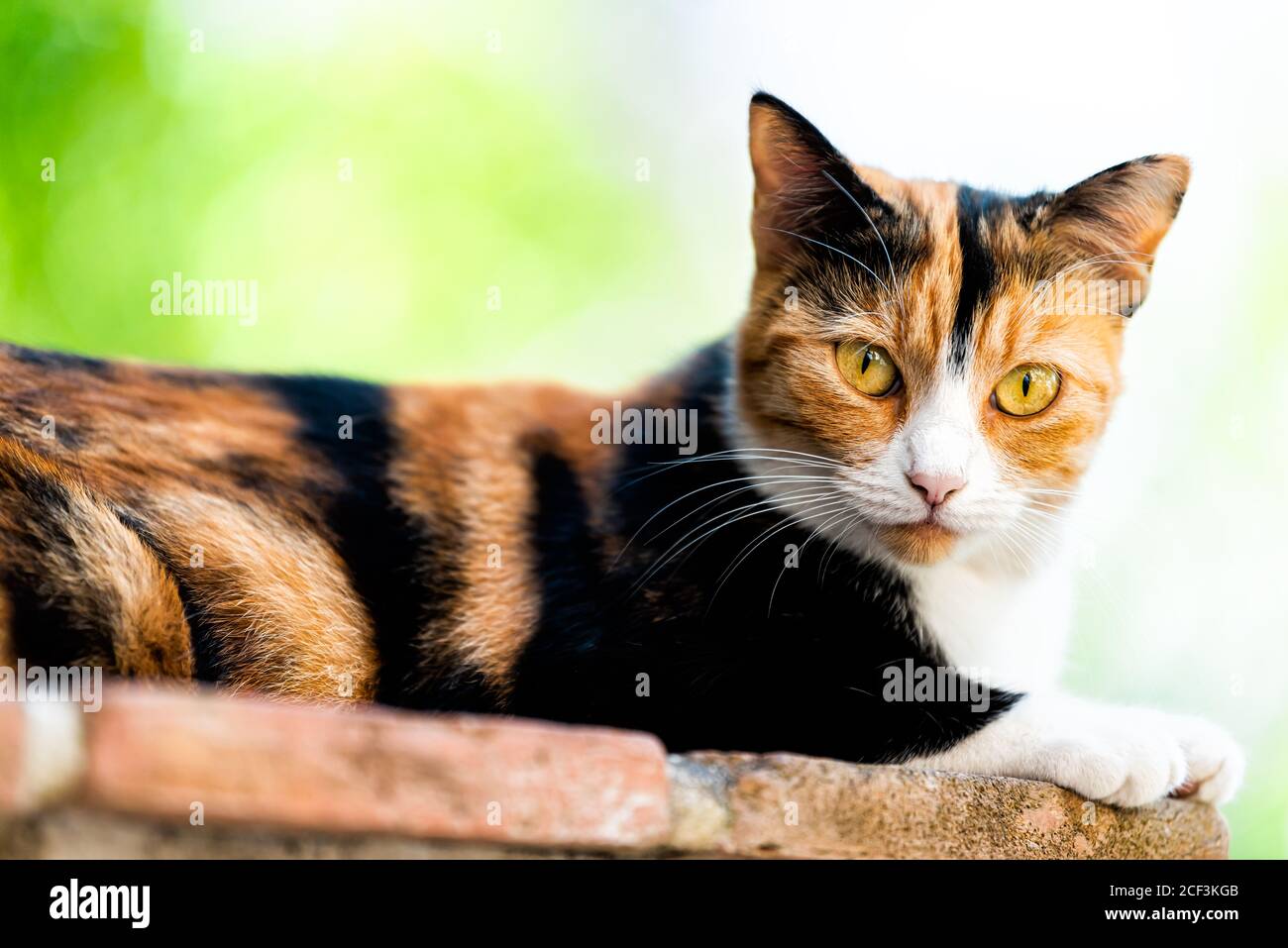 Calico cat face closeup outside with green orange eyes looking at camera in garden lying down on brick wall with black and white fur and bokeh blurry Stock Photo