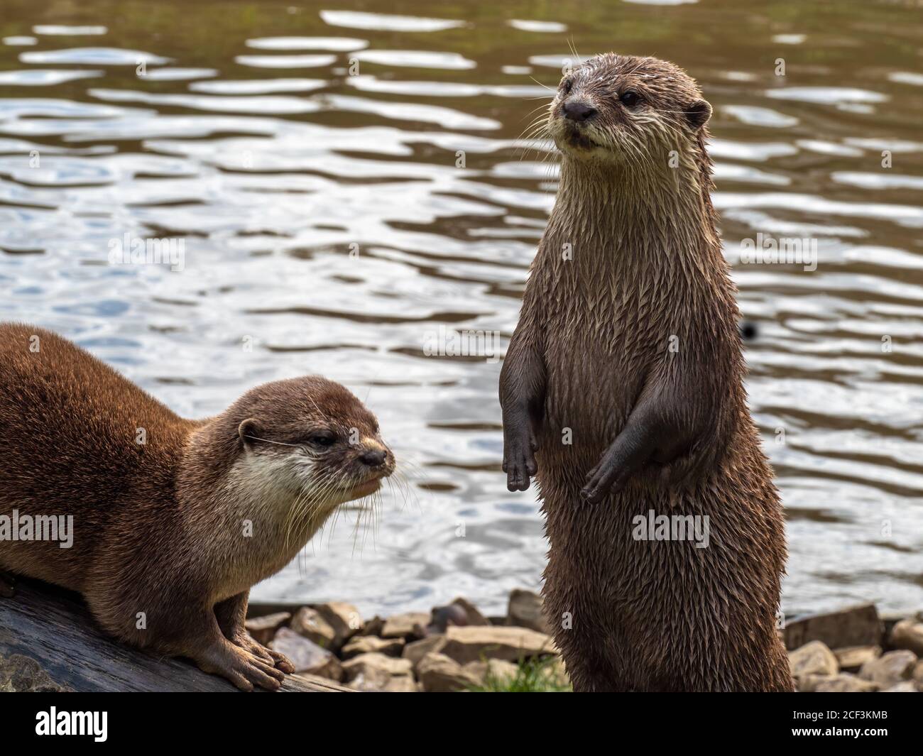 Two Asian Short-clawed Otters, Aonyx Cinerea, by water. Stock Photo