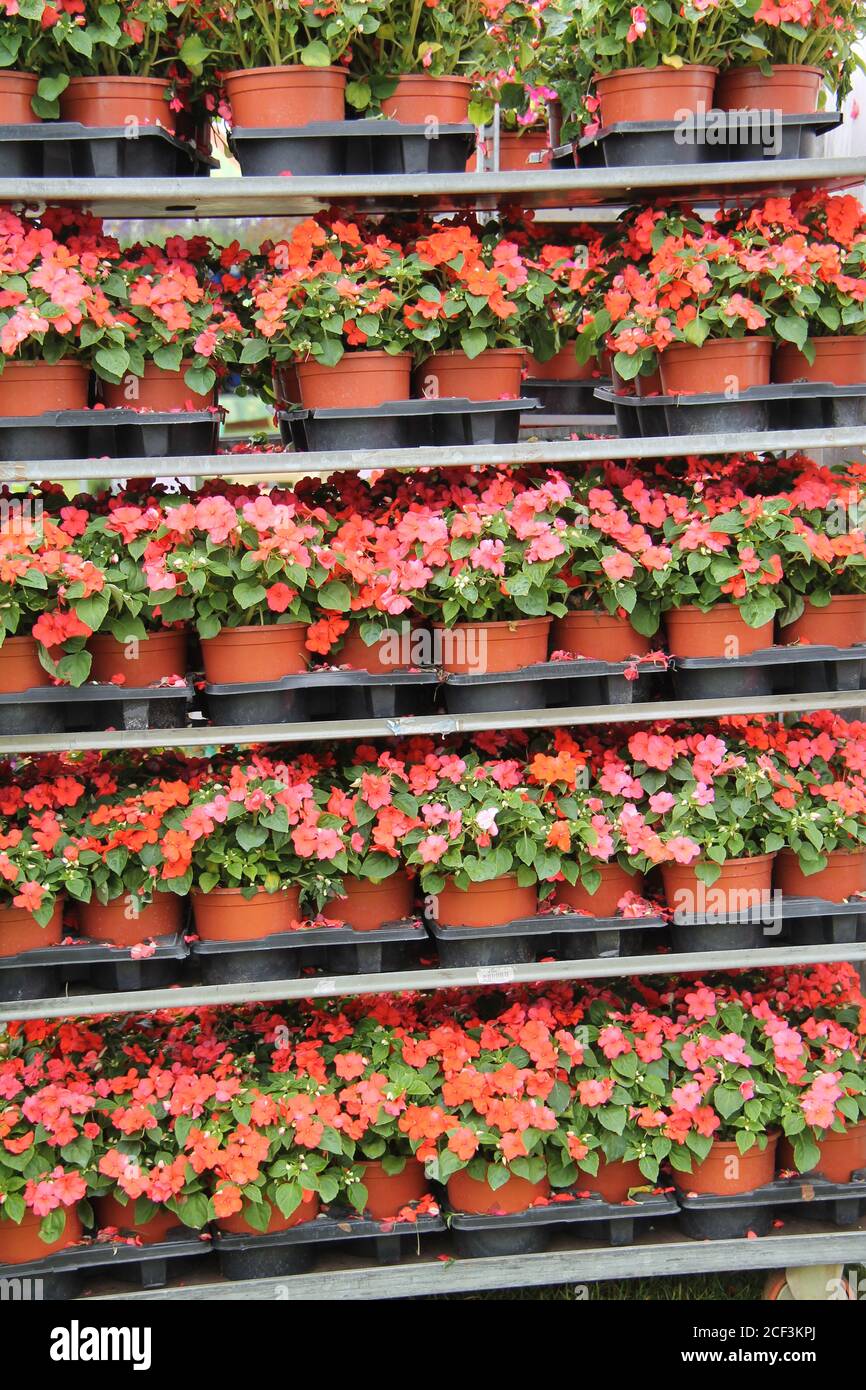 A Large Retail Display of Potted Busy Lizzie Plants. Stock Photo