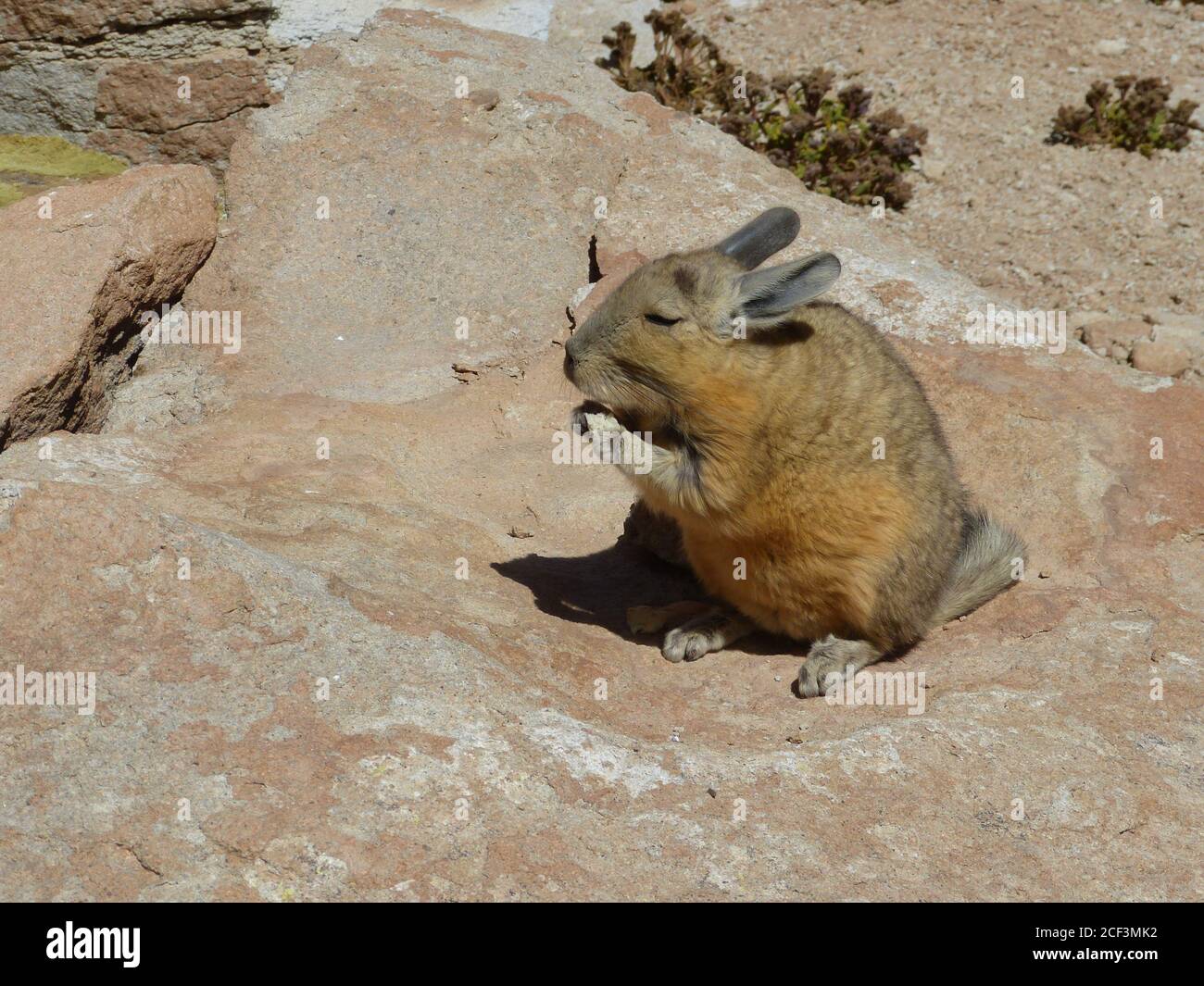Mountain rodent southern Viscacha Lagidium in the family Chinchillidae. Lives in Andes mountains among rocks. Fluffy animal vizcacha with bushy tail. Stock Photo