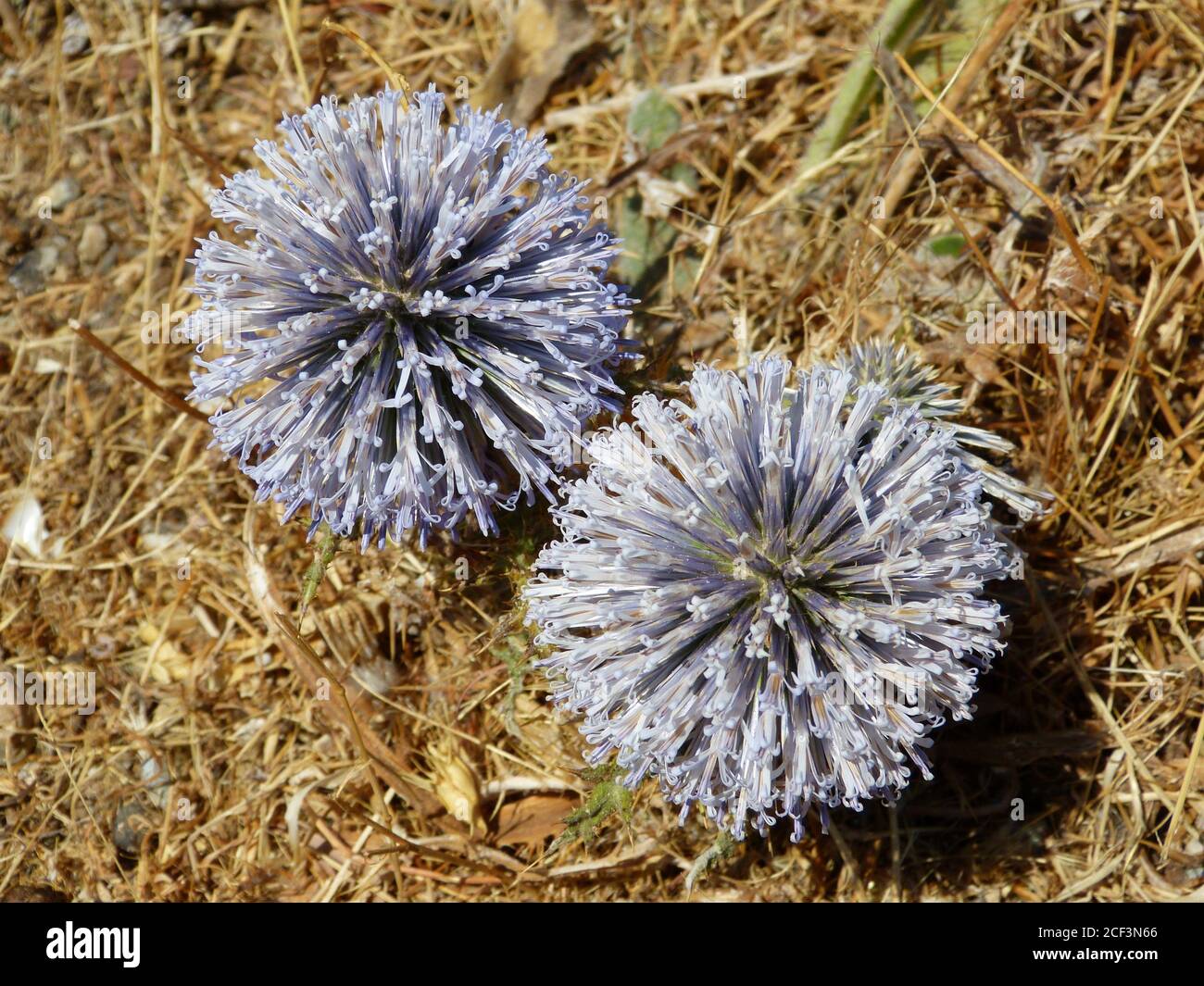 Wild plant echinops growing in steppe of Crete. Large round blue dried flowers. Globes Echinops ritro.  Desert dry flowers. Stock Photo