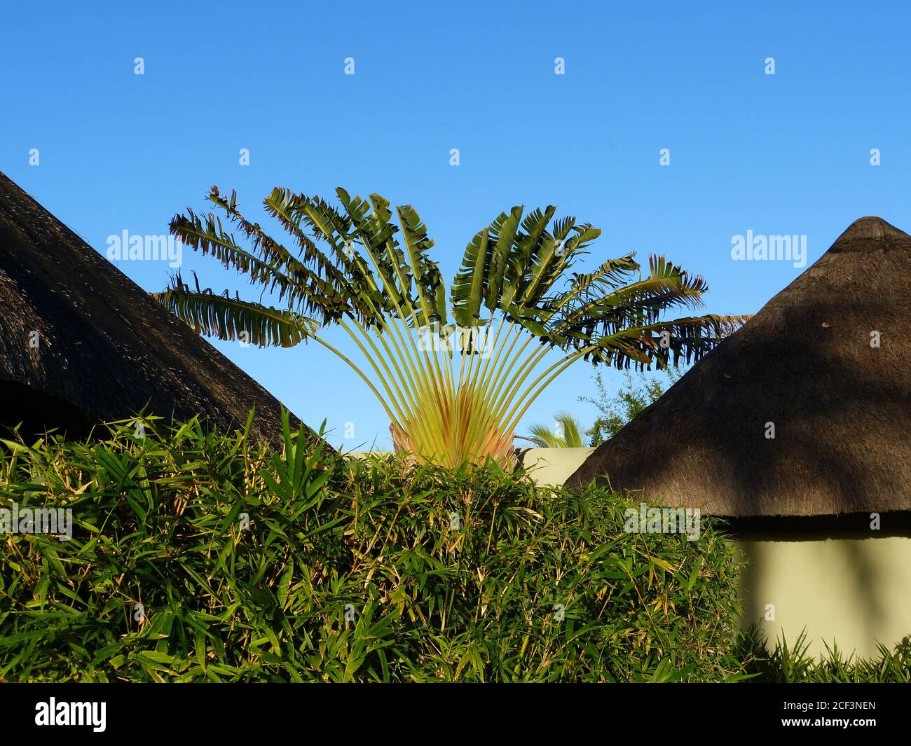 Ravenala madagascariensis. Genus of flowering plants with a single ...