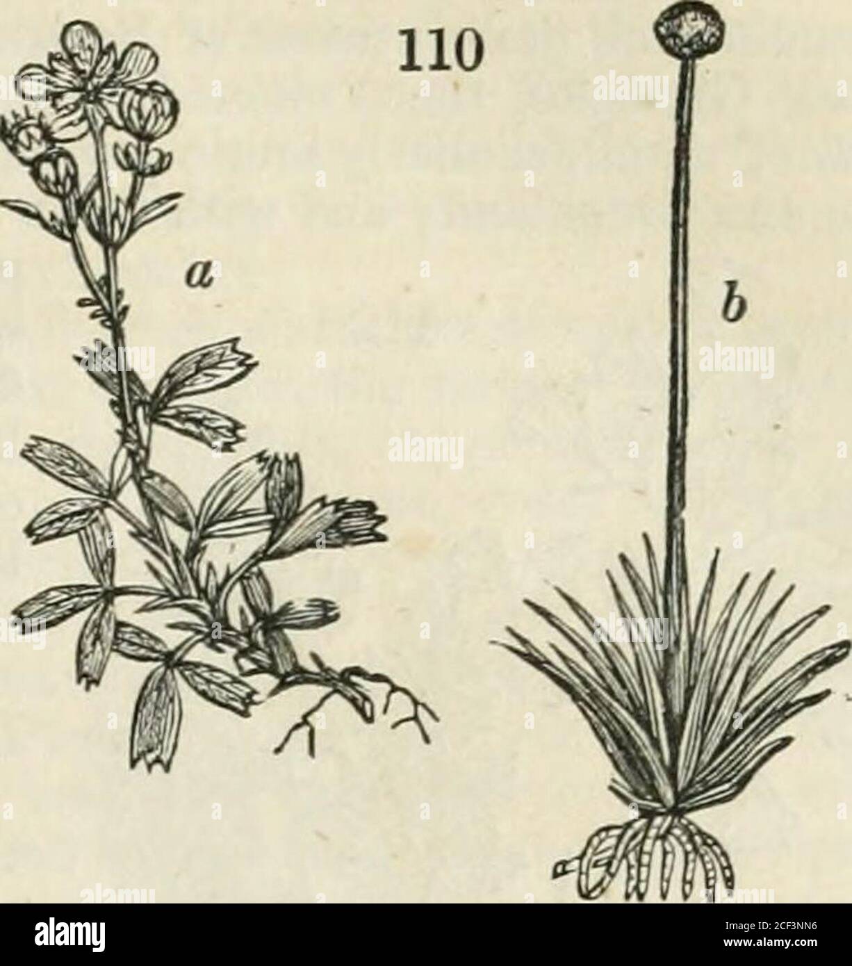 Eingewachsene Korallenwurz LITHOGRAPHIE von 1894 Orchide Coralliorrhiza Innata