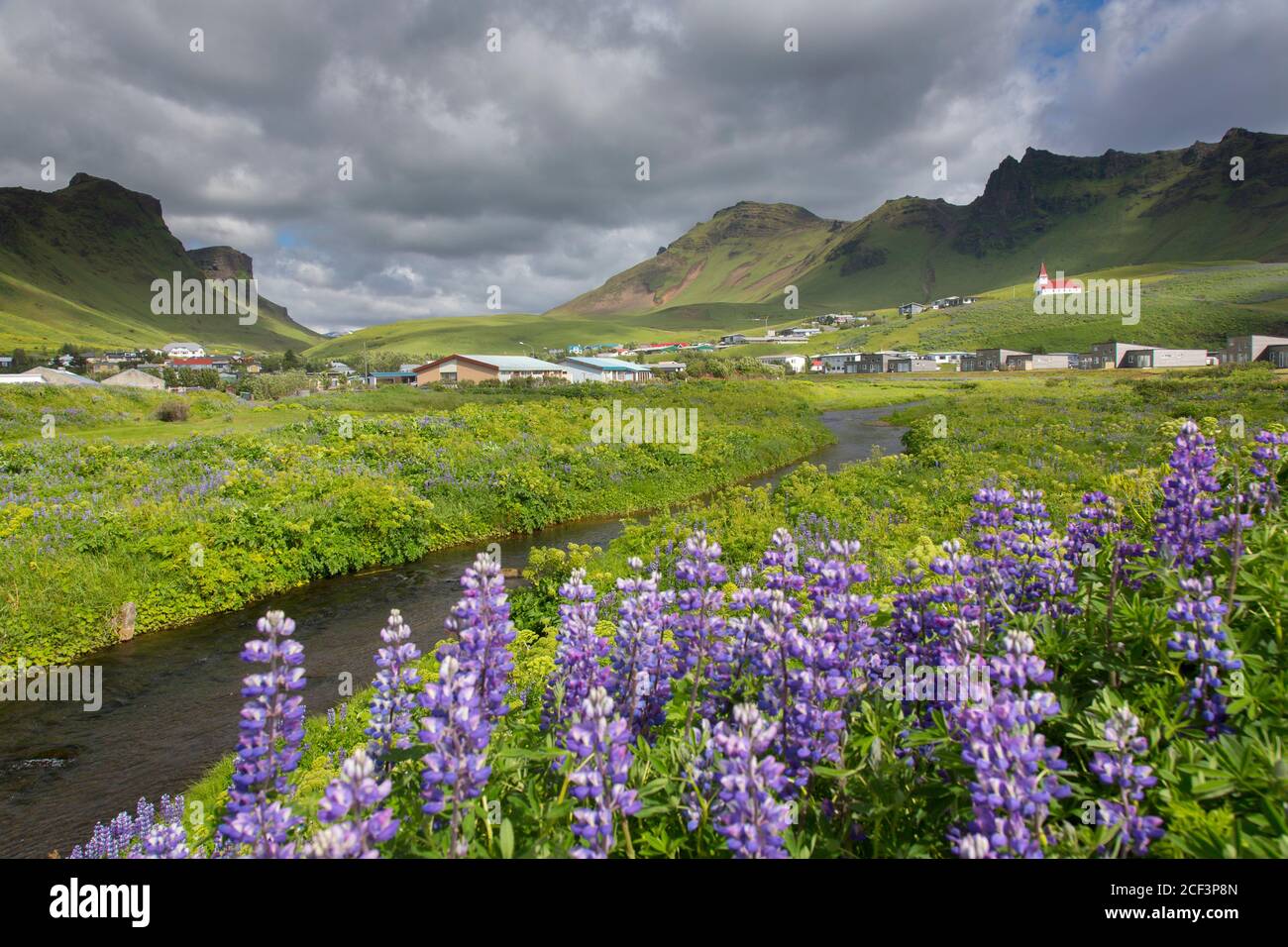 The village Vík í Mýrdal and lupines in flower in summer, Iceland Stock Photo