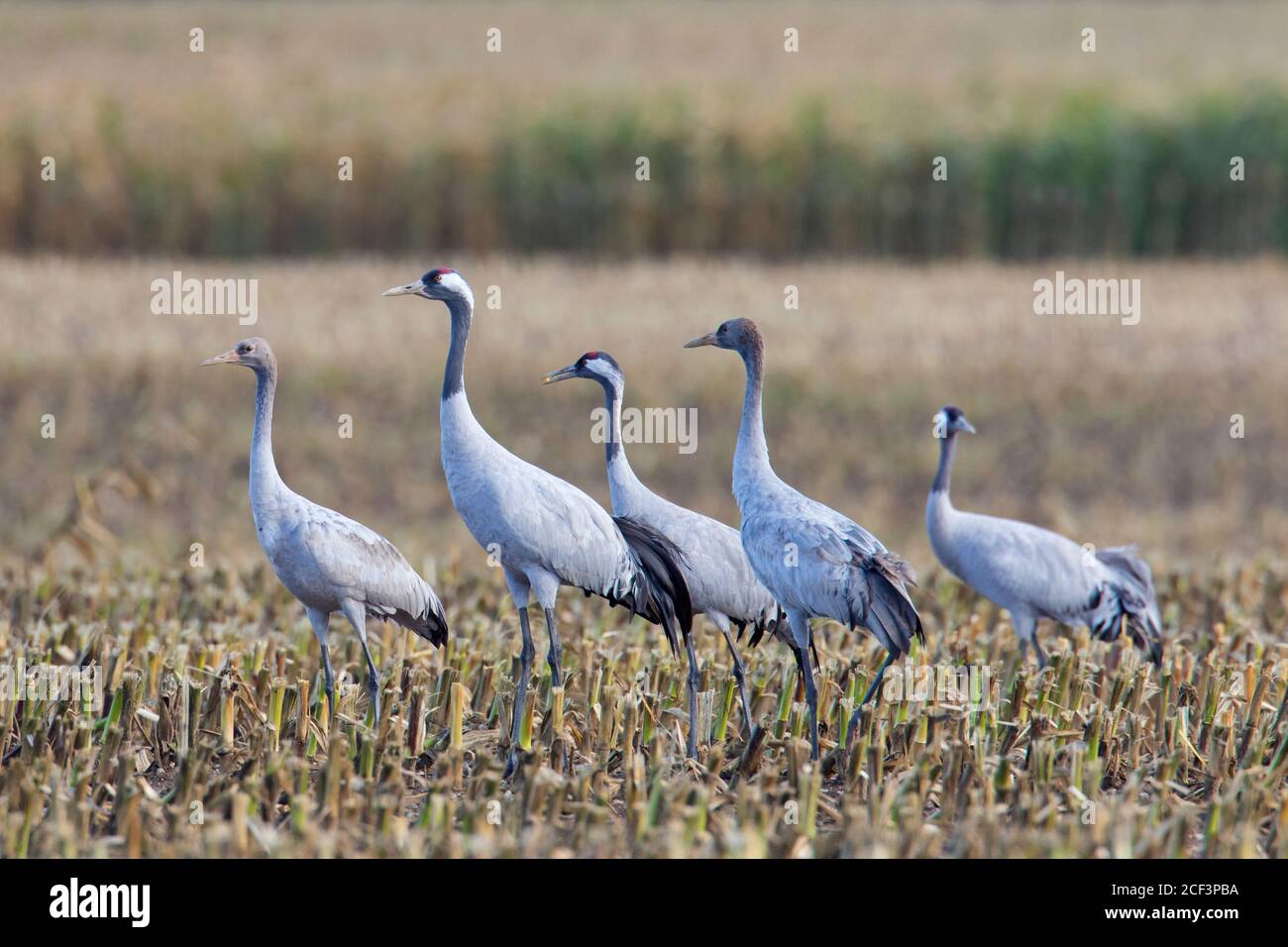 Flock of common cranes / Eurasian crane (Grus grus) group foraging on stubble field in autumn / fall Stock Photo