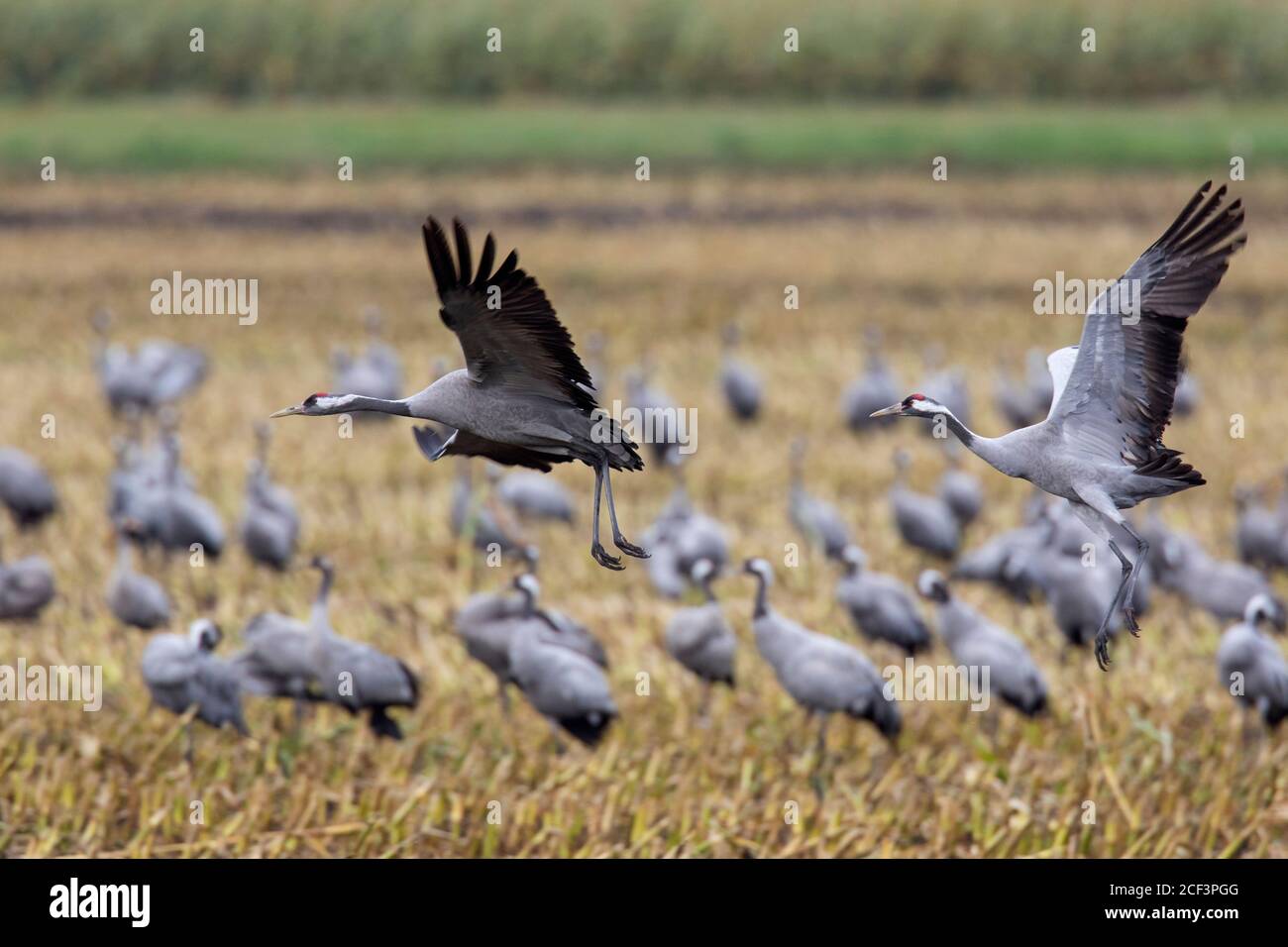 Flock of common cranes / Eurasian crane (Grus grus) group taking off from stubble field in autumn / fall, Mecklenburg-Western Pomerania, Germany Stock Photo