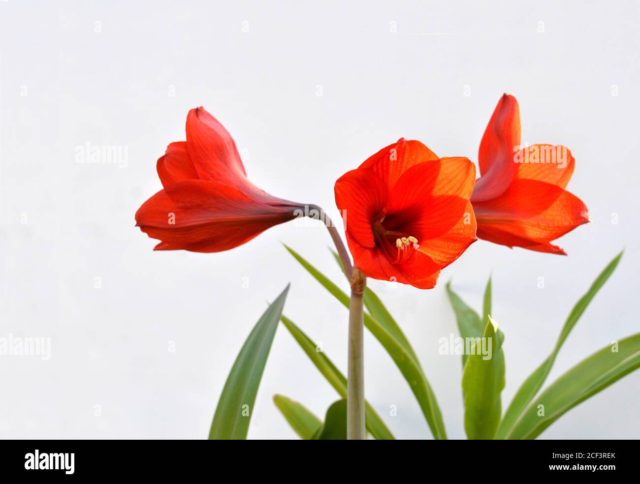 Composition amaryllis hi-res stock photography and images - Alamy