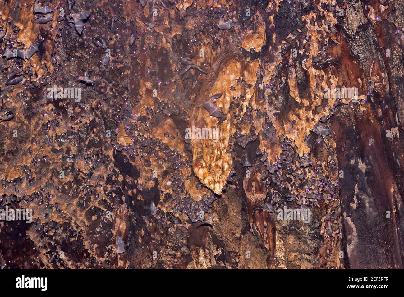 Tens of thousands of bats in huge caves in Southeast Asia Animals hang Biology Diagrams