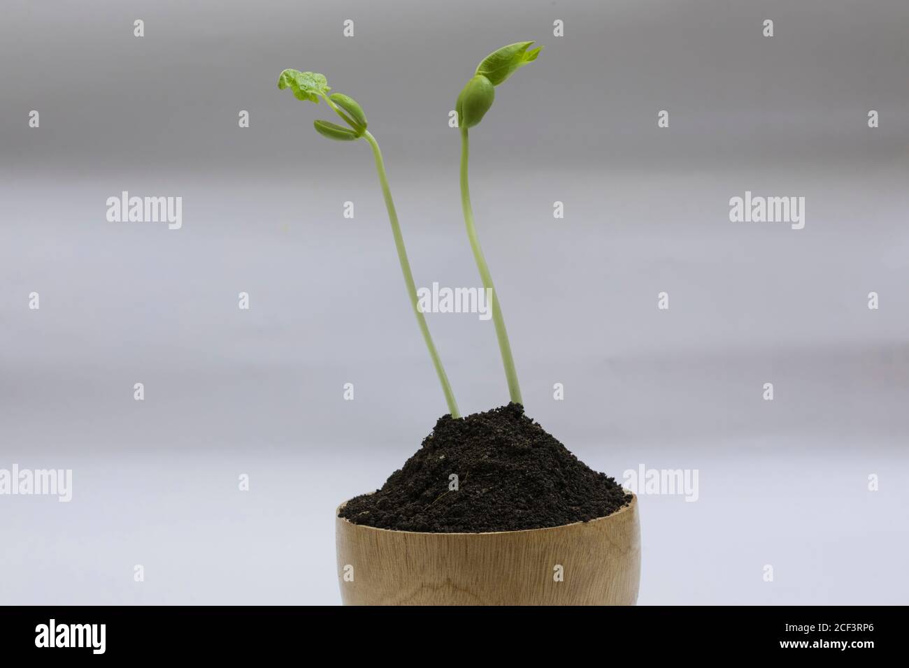 Seedling beans on white background. Stock Photo