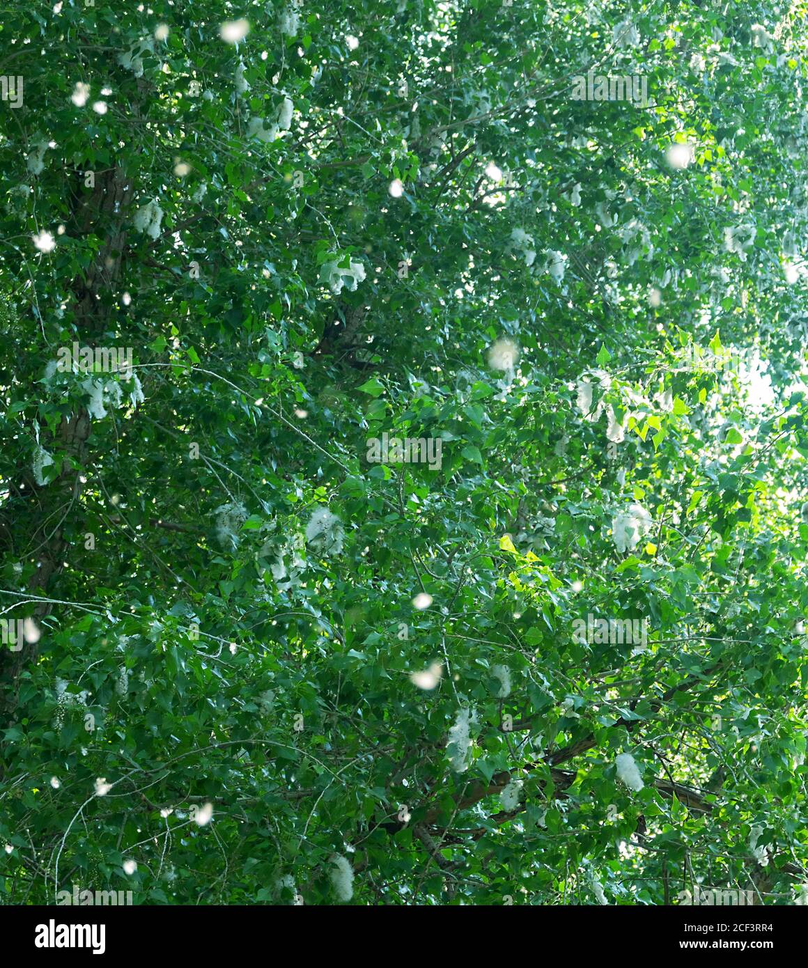 Fruiting of Black poplar (Populus nigra). Earrings of poplar burst, threw a lot of white pappus with seeds. Fluff of cottonwood fleeced landscape, sum Stock Photo