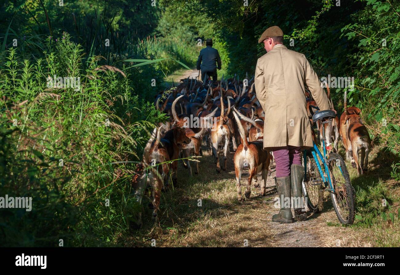 Vale of Belvoir - The Belvoir Hunt, out for early morning hound exercise along the Grantham Canal Stock Photo