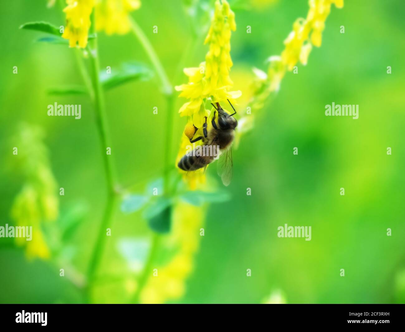Hony bee flies around the flowers of Vicia (Vicia sp.) and collects nectar. Caucasus. Stock Photo