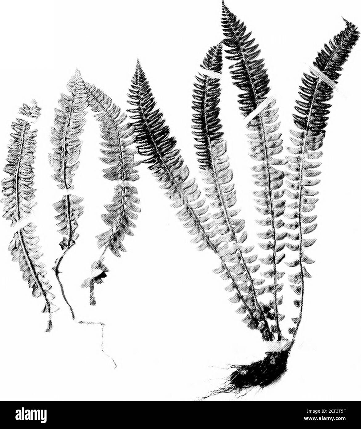 . The fern lover's companion; a guide for the Northeastern States and Canada. Brauns Holly Fern.(Willoughhy Mountain,  t.) Polystichum Braunn (Herbarium of G. H. 1.) The Fern Lovers Companion 113. Holly Fern. Poli/stichum Lonchiti.i (Nottawasaga, Canada. West. Right, Alaska, Loft)(Herbarium of G. E. Davenport) 114 The Febn Lovers Companion and south to Niagara Falls, I^ake Superior and westward.Its southern limits nearly coincide with the northern limitsof the Christmas fern. THE .MARSH FERN TRIBE Under this designation Clute has grouped three of theshield ferns, which ha^•e a close family re Stock Photo