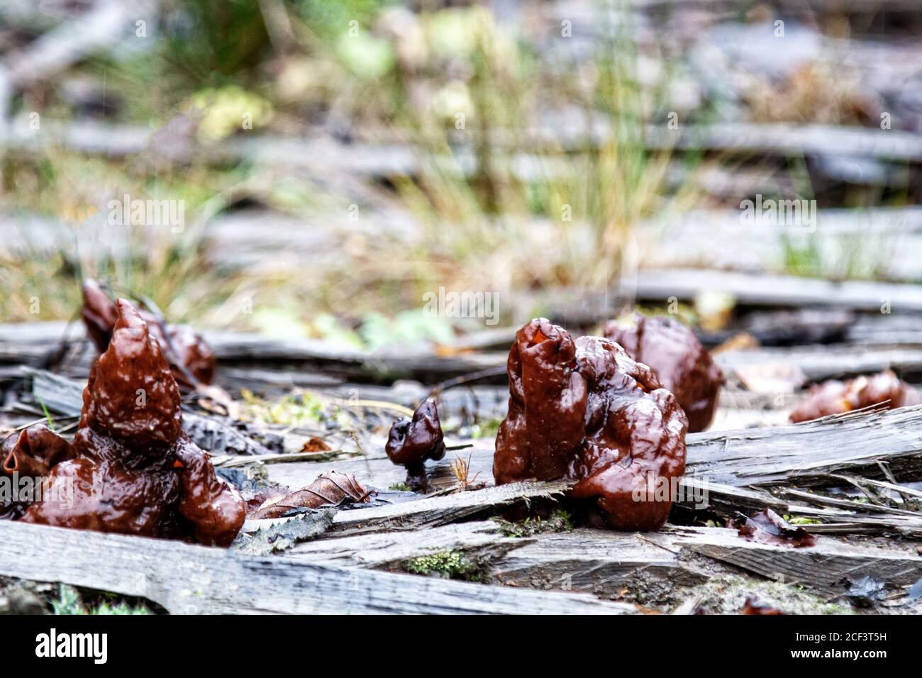 Morel, Autumn gyromitra (Gyromitra infula). Mushrooms in late rainy autumn in the taiga on an old wet plank road. Highly poisonous but in Eastern Euro Stock Photo
