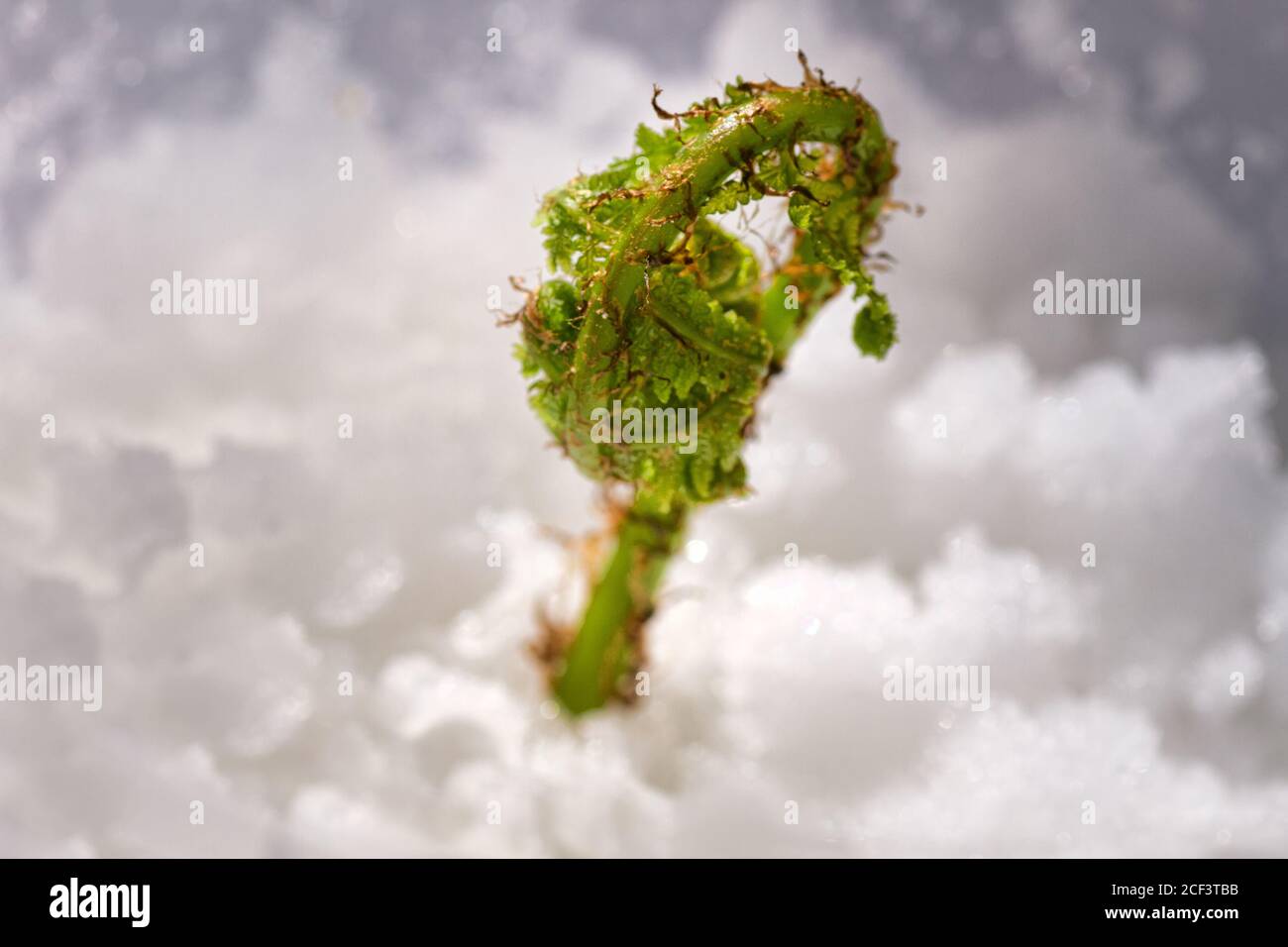 New spring lives, winter on outcome, Sprout of fern breaks through snow, life-breath. Paradoxical photo Stock Photo