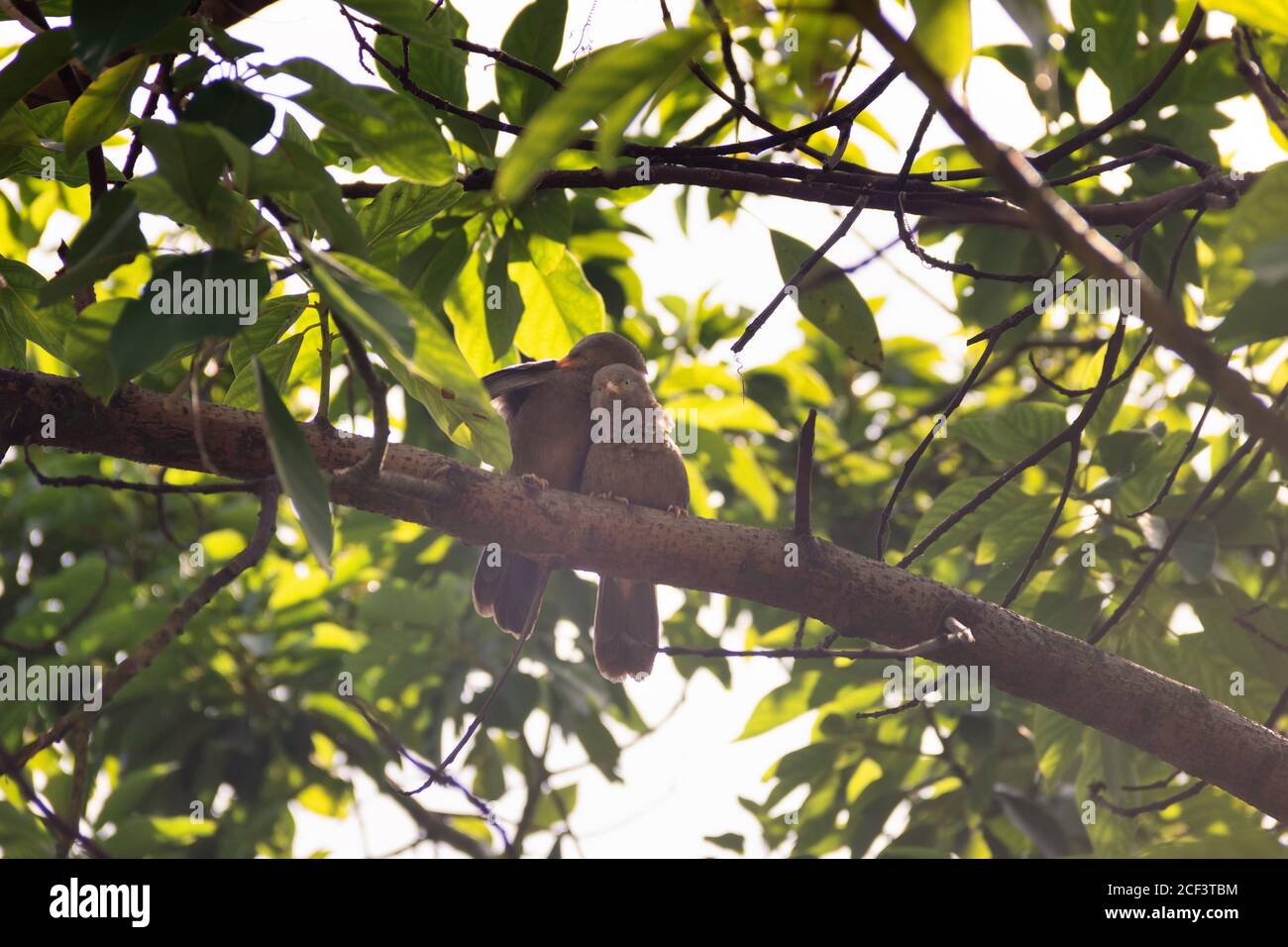 Mating interactions, pair-bonding: mutual cleaning of the plumage (preening). Ceylon Rufous Babbler (Turdoides rufescens) - Sri Lanka endemic species, Stock Photo