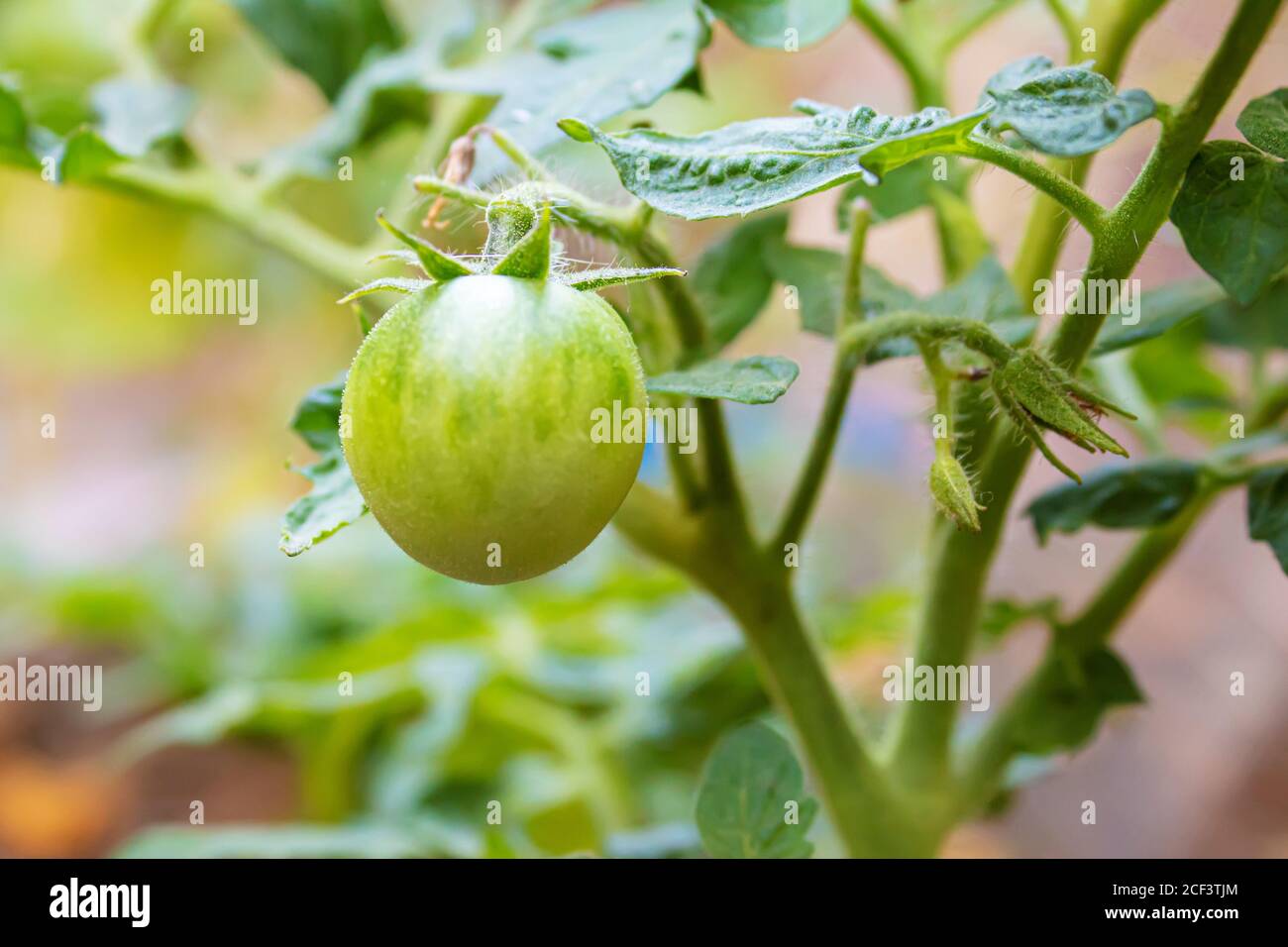 green tomatoes growing in the garden. selective focus Stock Photo