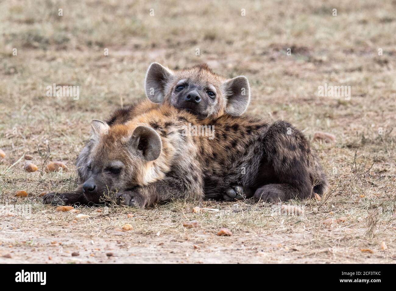 Spotted hyena pups (Crocuta crocuta) resting in Kenya, Africa Stock