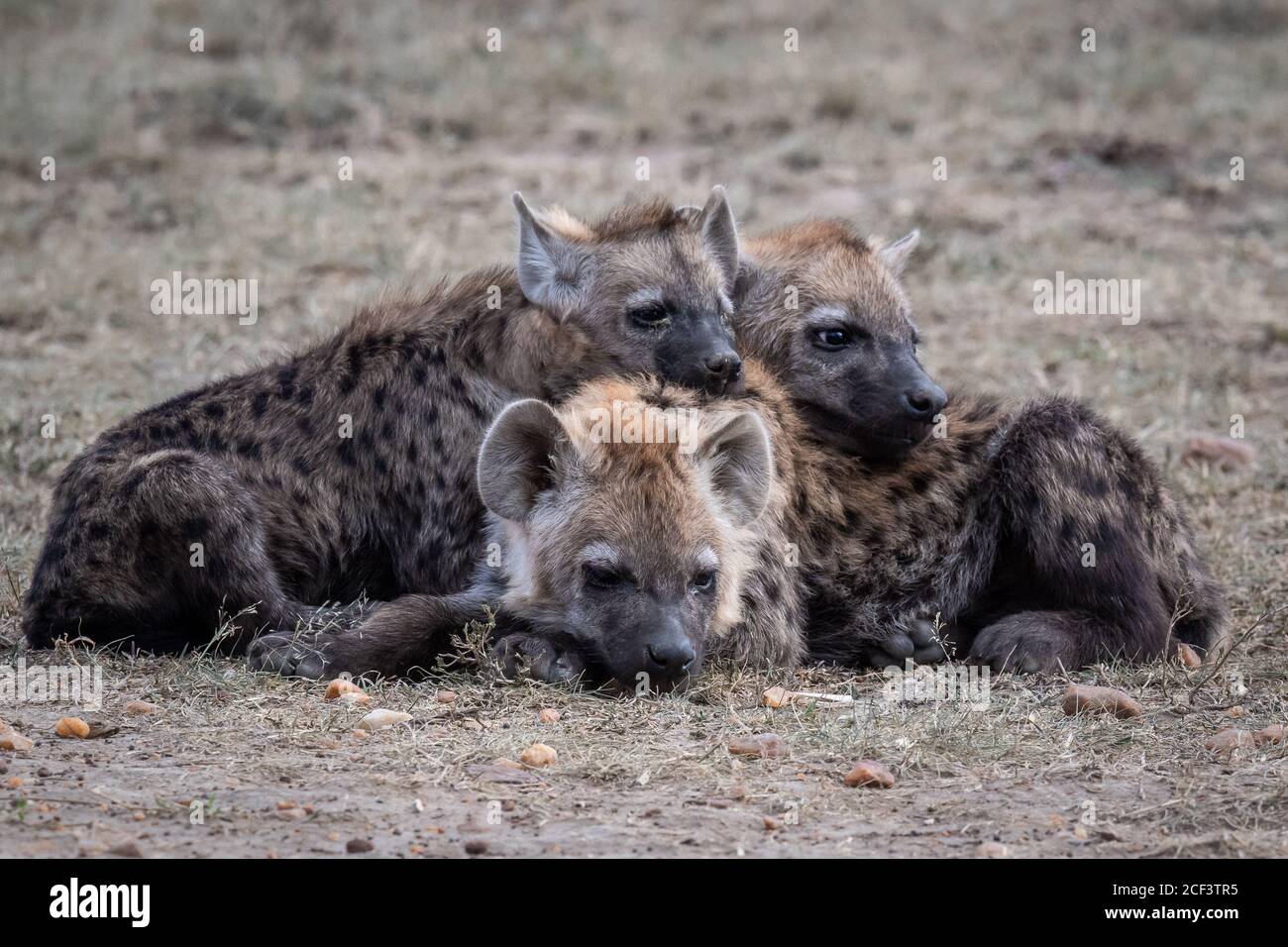 Spotted hyena pups (Crocuta crocuta) resting in Kenya, Africa Stock