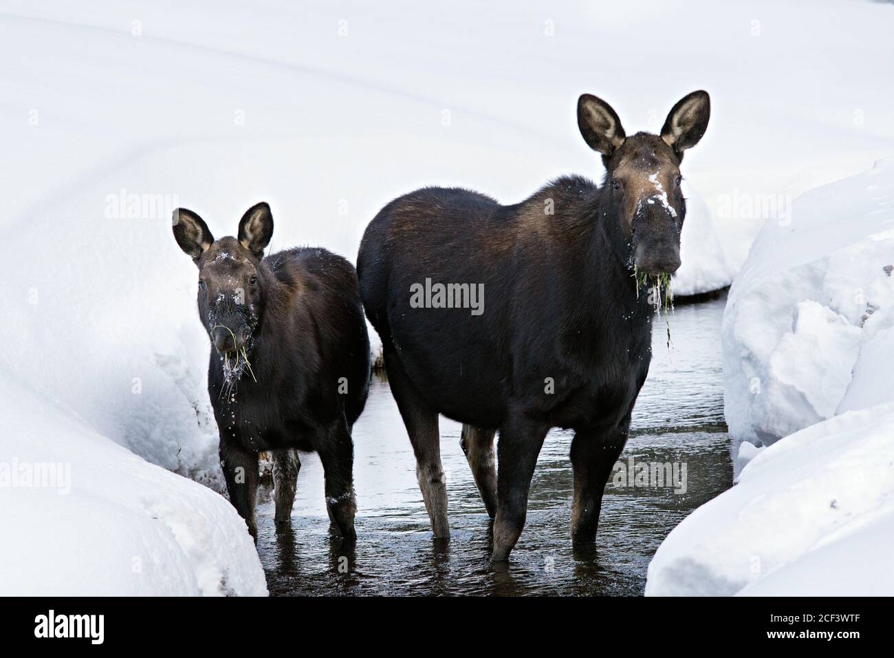 cow and calf moose in winter Stock Photo Alamy