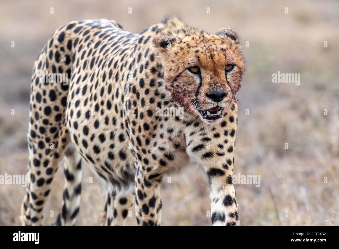 Bloody face of cheetah (Acinonyx jubatus) after devouring kill in Kenya