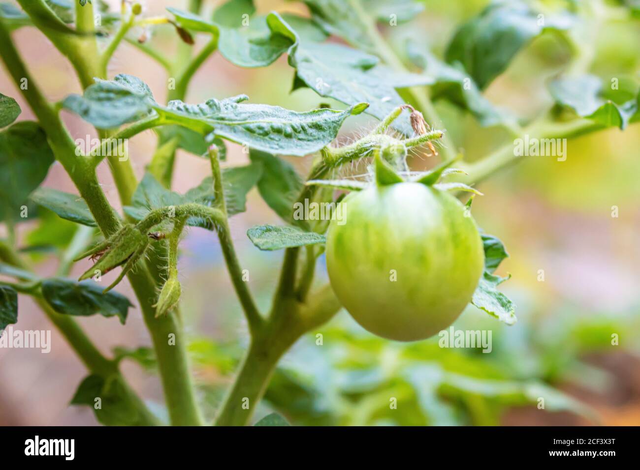 green tomatoes growing in the garden. selective focus Stock Photo