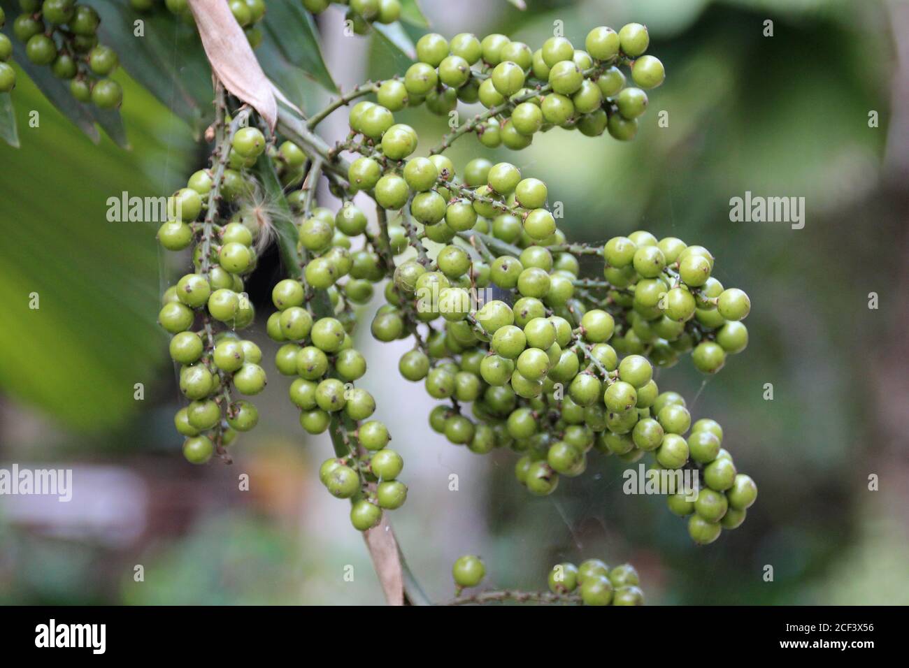 pepper tree in a park at bolaven in laos Stock Photo