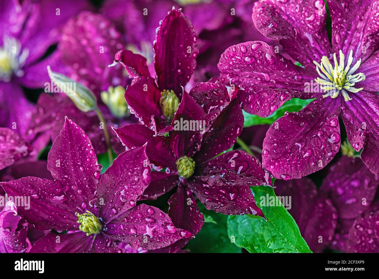 dark magenta background of clematis flowers with water droplets Stock Photo
