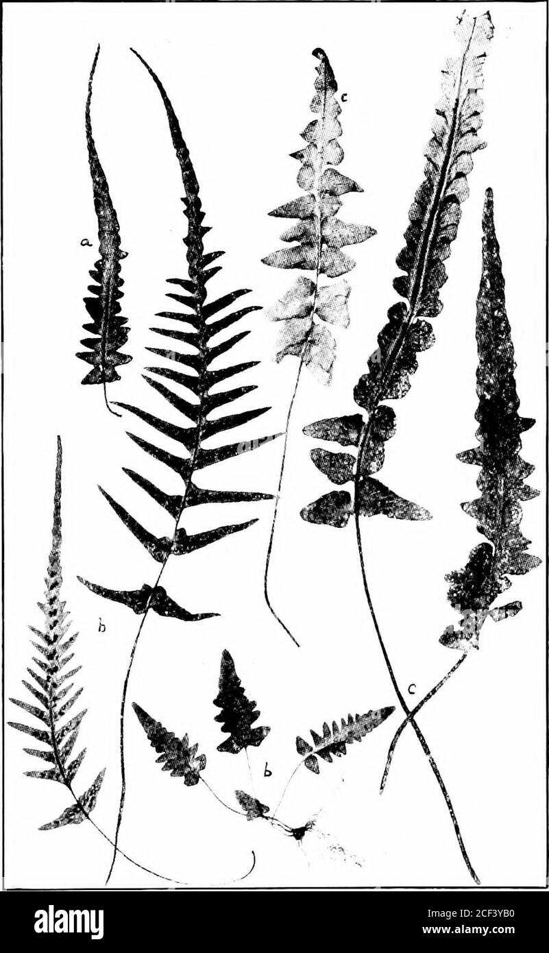 . The fern lover's companion; a guide for the Northeastern States and Canada. Pinnatifid Spleenwcirt. A.^piviiiiiin piiiiiulijiiliiiii a. Small Plants from Hariiers Fcrr; Ij, Sori on Young Fronds(From Waterss Ferns, Ht-nry Holt & Co.) 80 The Fehx Lovers Companion. Scotts Spleenwort. Asplenium ehenoides . from Virginia: b, from Alabama; c, from Marvlan(From Waterss Ftnis, Henry Holt & Co.) The Fern LoSjiks Compaxiox 81 Resembles the last, and like that has been known to rootat the tip. It is a hybrid between the walking fern andthe ebony spleenwort, as proved by Miss Margaret Slosson,and may b Stock Photo