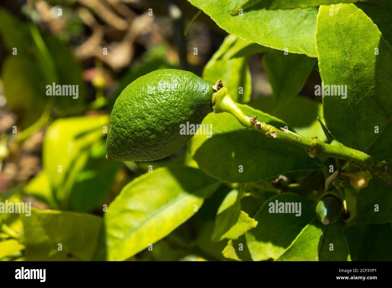 Detail of a green lemon and leaves on a tree in the sunlight Stock