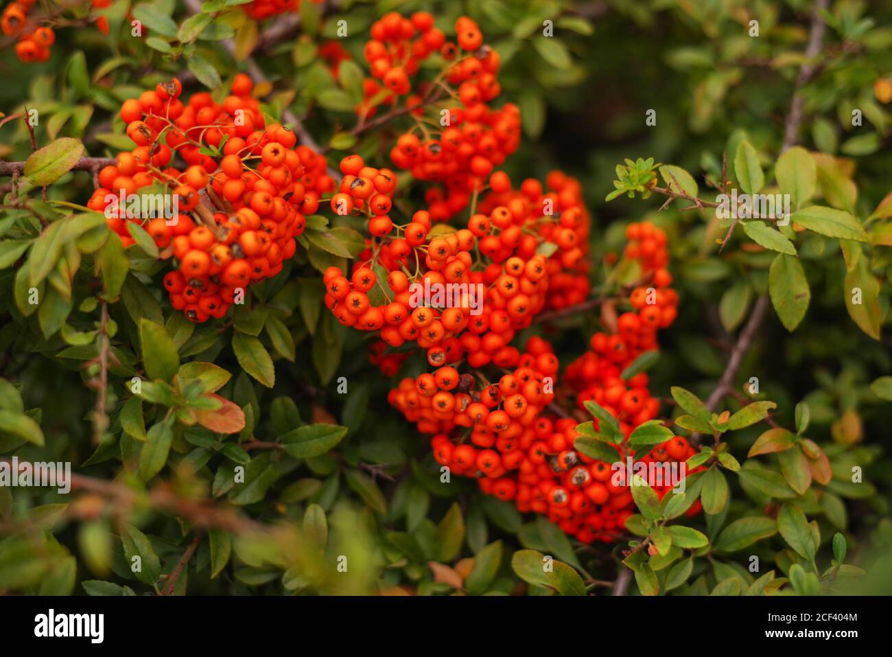Background from autumn leaves with autumn berries.Autumn backgrounds ...