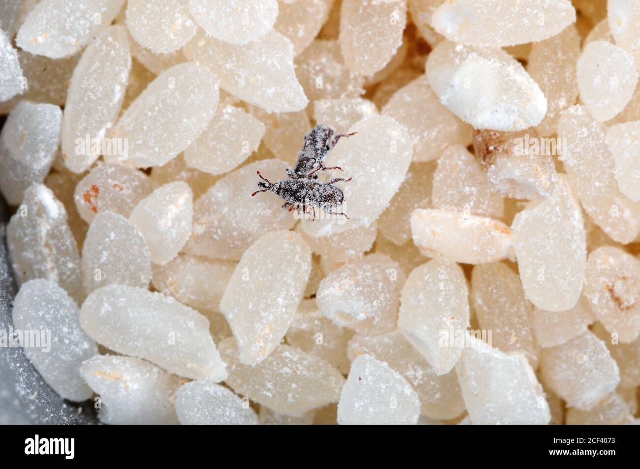 Rice insect pests hires stock photography and images Alamy