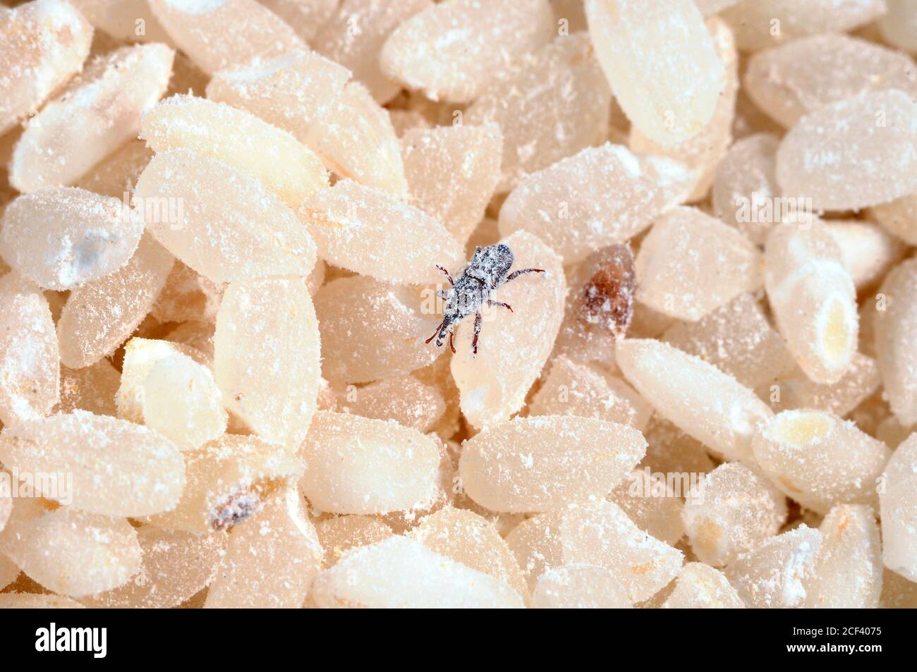 Weevil in rice hires stock photography and images Alamy