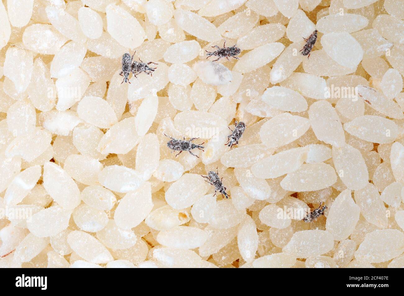 Weevil Insects eat rice grain. Pests in the kitchen Stock Photo Alamy