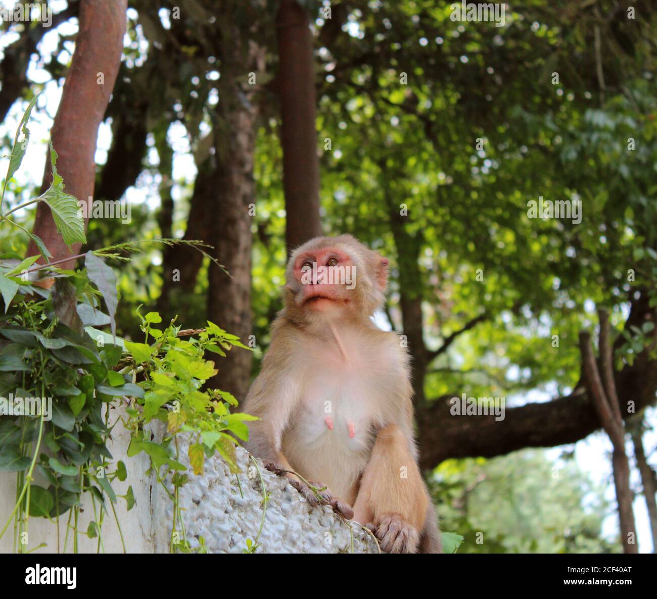 Monkey sitting on a wall, trees are behind. Stock Photo