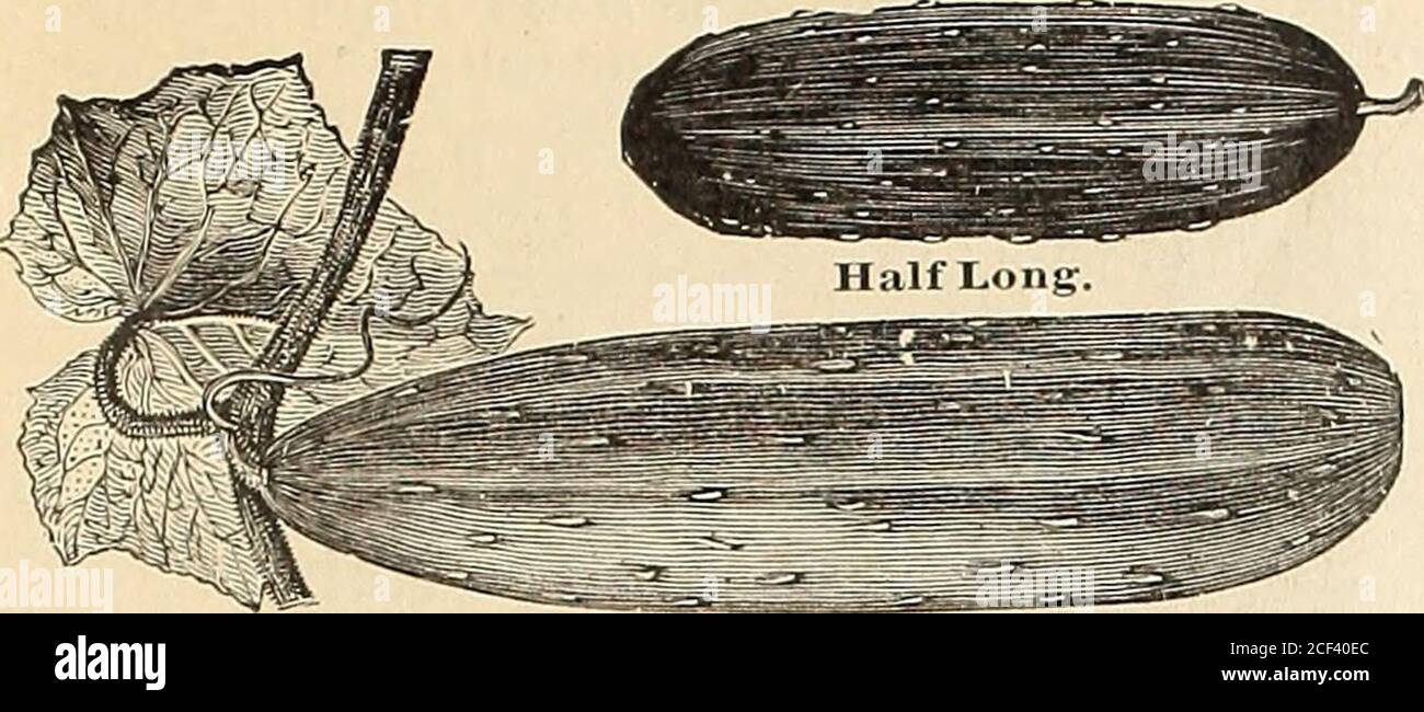 Hillen Hi Res Stock Photography And Images Page 3 Alamy